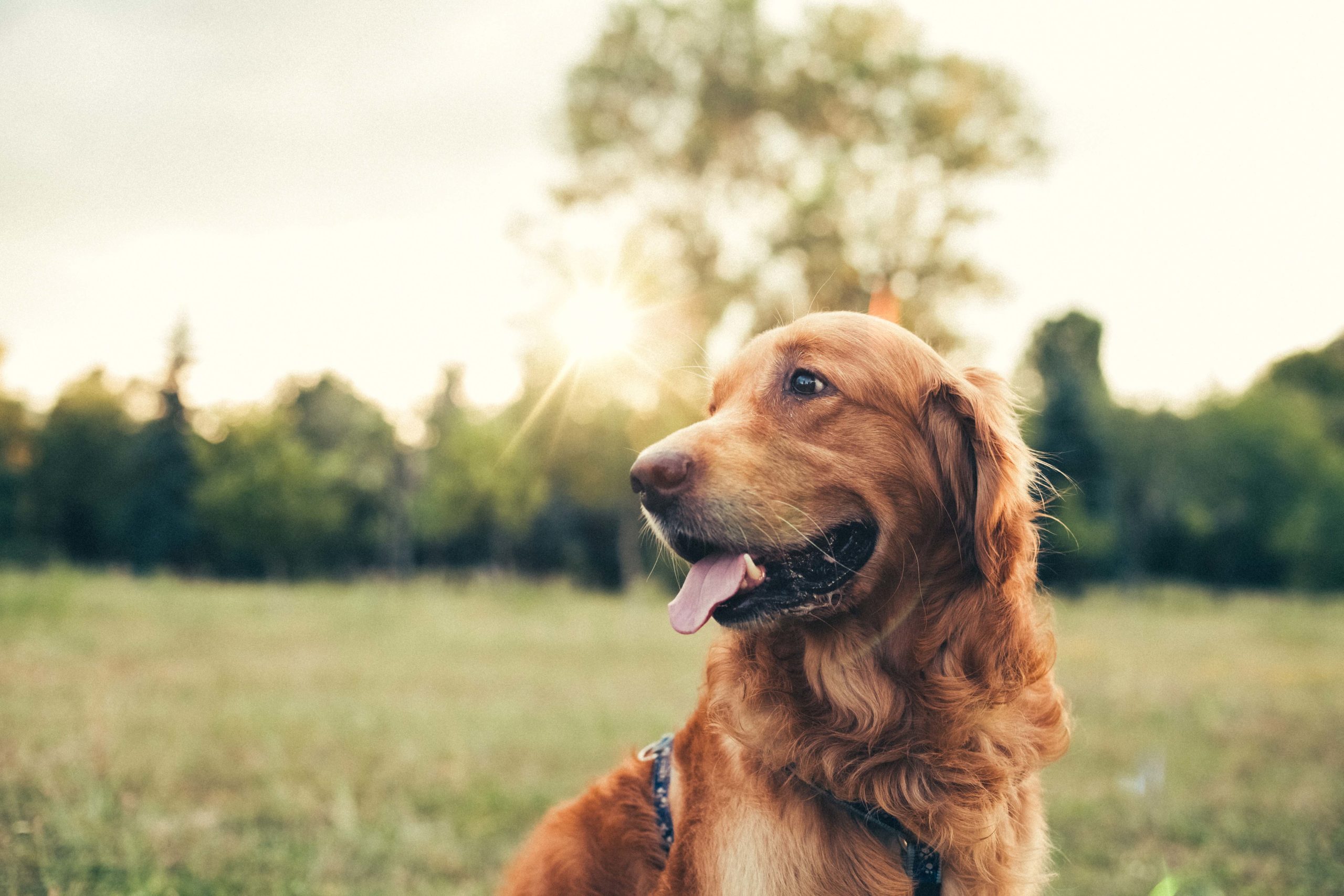 Hundfoder