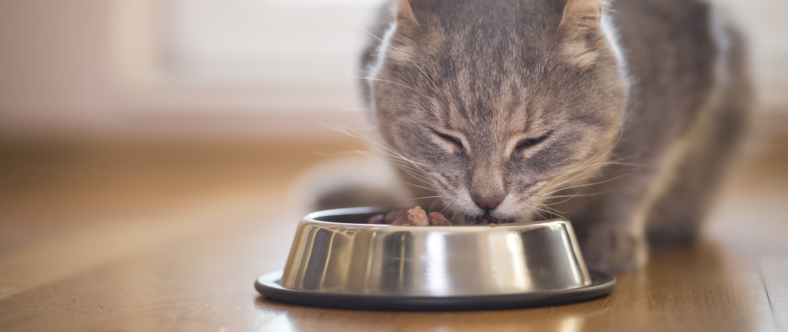 Kattfoder