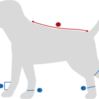 bot-size-hund-stallbyggen