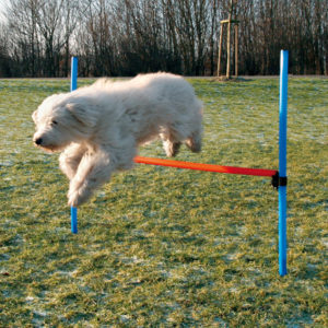 Trixie Agility Hinder