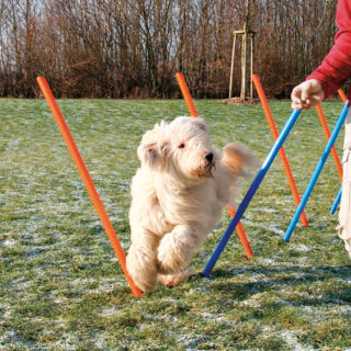 trixie-agility-slalompinnar-stallbyggen-3