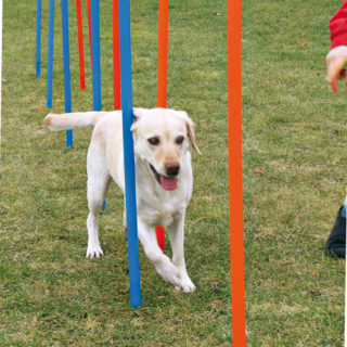 trixie-agility-slalompinnar-stallbyggen-4