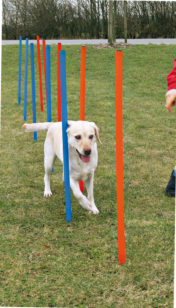 trixie-agility-slalompinnar-stallbyggen-4