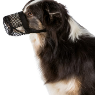 trixie-skyddskorg-förgiftning-hund-stallbyggen