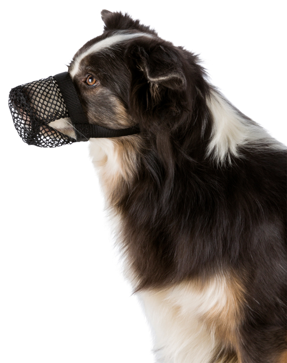 trixie-skyddskorg-förgiftning-hund-stallbyggen