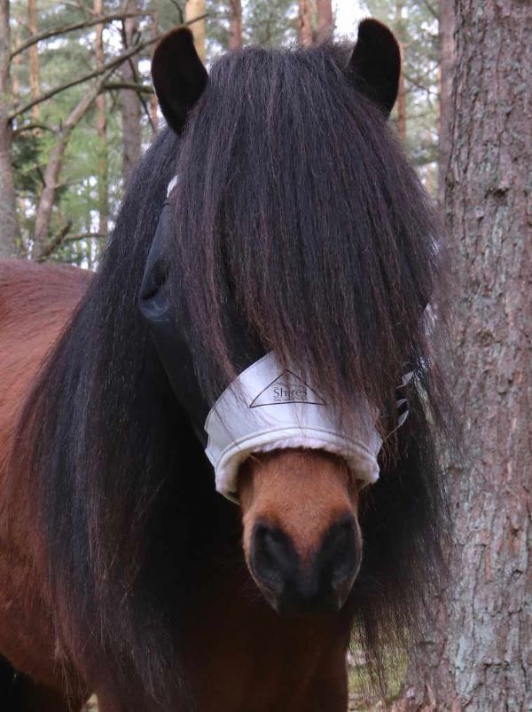 shires-flugluva-utan-öron-stallbyggen-2