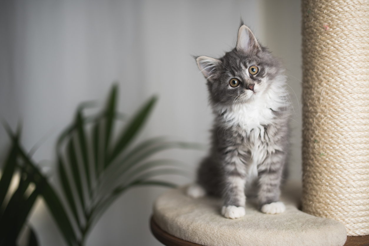 Hemmet Katt