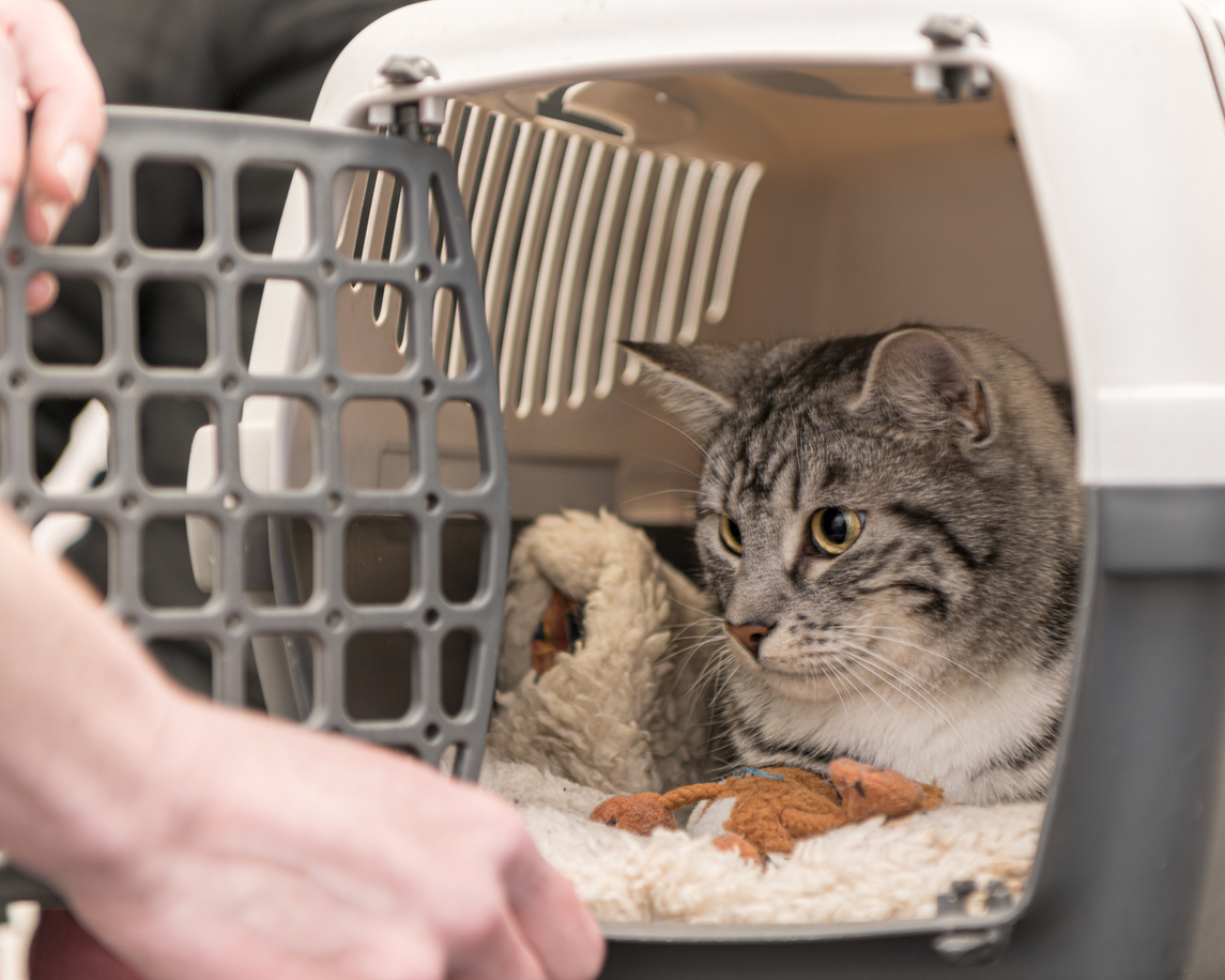 Transport Katt