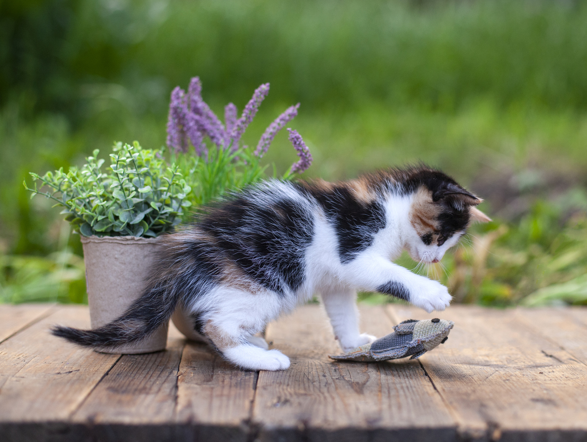 Aktivering Katt