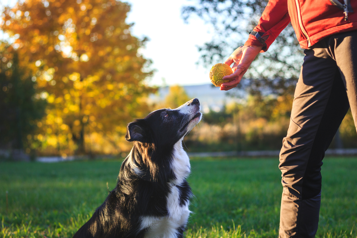 Aktivering Hund