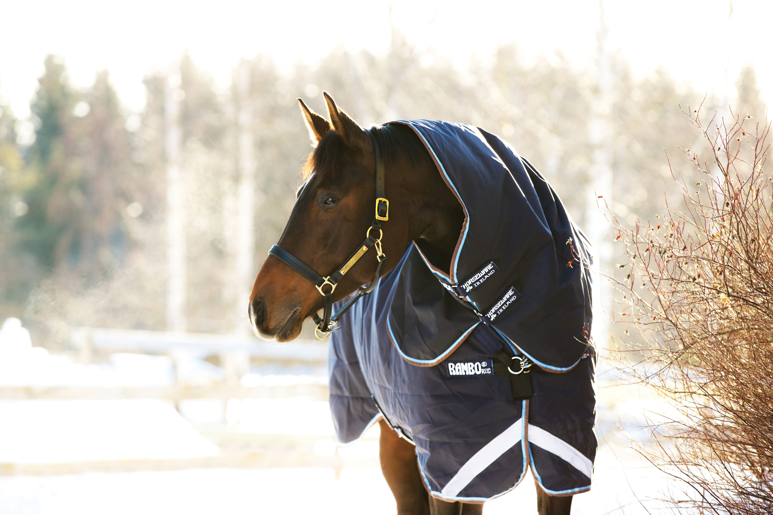 Rambo_duo_horseware