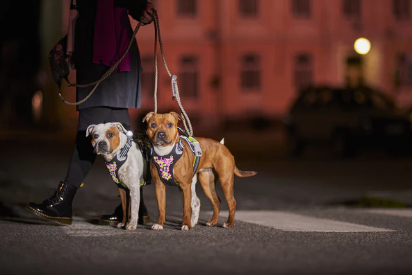 hurtta-weekend-warrior-neon-licorich-2-stallbyggen