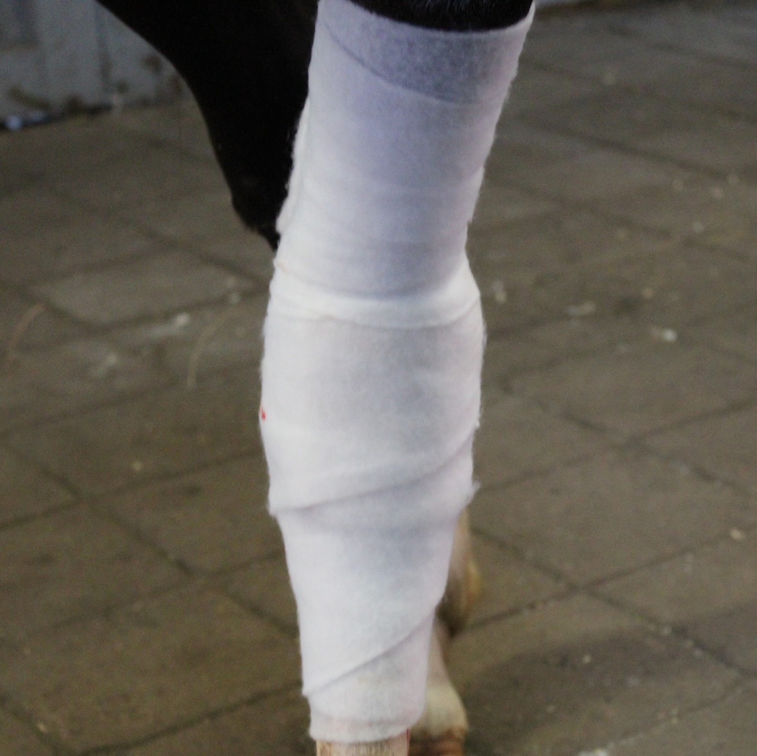 Polstervadd_vetprovide